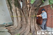 약 350년 된 둘레 4.6m 팽나무의 고통